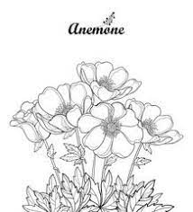Vector Bouquet With Outline Anemone Flower Or Windflower Bud And Leaves In Black Isolated On White Back Flower Illustration Flower Drawing Spring Illustration