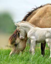 facebook heart of a horse horses baby horses falabella horse