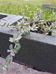 Image result for Cyanotis lanata