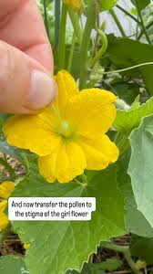 Image result for how to self pollinate cucumbers