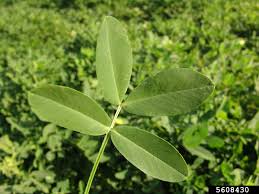 Image result for Arachis hypogaea