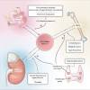 Chvostek sign (weiss sign) seen in hypocalcemia. Https Encrypted Tbn0 Gstatic Com Images Q Tbn And9gcq0y4a5 Zeo7oybf2y Zr2lc Jv Nsg5hopyktbzgubdaf0xq S Usqp Cau