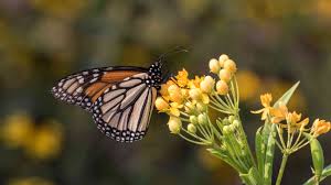 Maybe you would like to learn more about one of these? 12 Perennial Plants That Butterflies Love