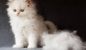 أسباب تساقط شعر القطط سبب وقوع شعر القطط لماذا يهر شعر القطط