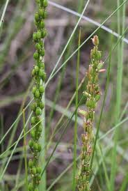 Image result for Triglochin striata