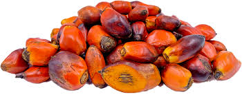 Kepelbagaian spesies pteridophytes di ladang kelapa sawit di segamat johor. Perladangan Kelapa Sawit Rangkaian Delima Sdn Bhd