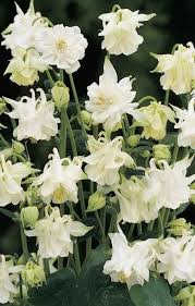 Image result for Aquilegia vulgaris Tower Mix