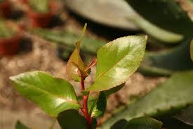 Image result for Catha edulis