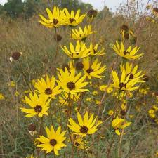 Image result for Helianthus angustifolius