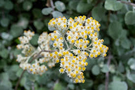 Image result for Helichrysum nitens