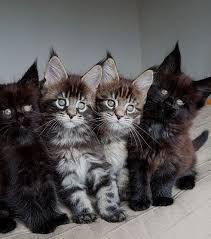 Black And Grey Maine Coon Kittens For Sale Pin On Cute Funny Animals