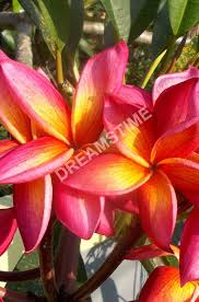 Pin On Frangipani Flower