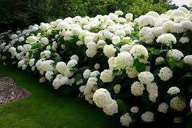 9 Most Expensive Flowers On The Planet By Flowers N Fruits Medium