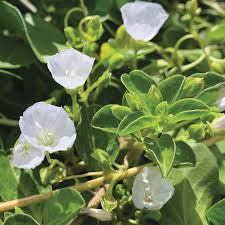 Image result for Iphigenia pauciflora