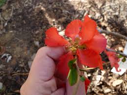 How to care for a flowering quince bonsai. Blooming Texas Scarlet Flowering Quince Shows Off You Should Grow That