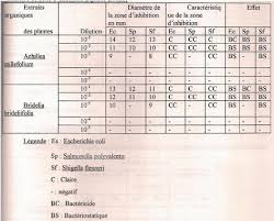 Image result for Bridelia brideliifolia