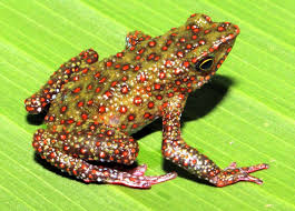 Image result for Afroqueta capensis