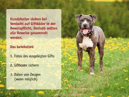 Während der täglichen gassirunde erkunden hunde gerne die welt, schnuppern im gras und gehen auf entdeckungstour ins gebüsch. Rund Um Den Giftkoder Tipps Fur Den Ernstfall Tasso