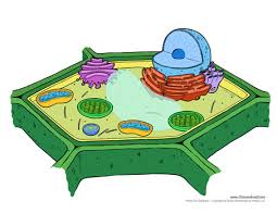 Learn about the similarities and differences between in both animals and plants, cells generally become specialized to perform certain functions. Printable Plant Cell Diagram Labeled Unlabeled And Blank