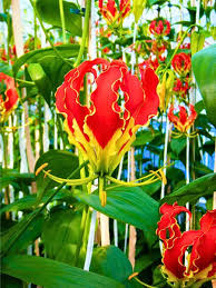 Image result for Gloriosa