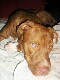 Red Brindle Pitbull Puppies Pitbull Puppies Cute Animals Pitbulls
