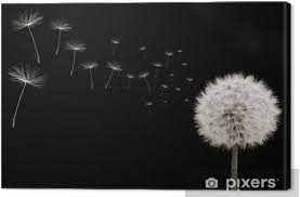 Bilder mit rahmen für badezimmer. Leinwandbild Pusteblume Rechts Samen Viele Quer Schwarz Weiss Pixers Wir Leben Um Zu Verandern