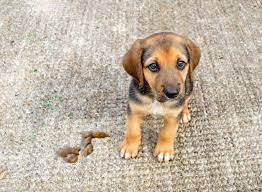 Puppy Won T Poop Outside Here S What To Do Houndgames