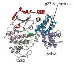 Maybe you would like to learn more about one of these? Cyclin Dependent Kinase Complex Wikipedia