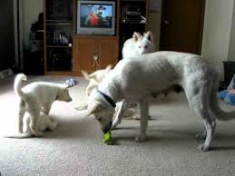 White german shepherd puppies are ready to go to there forever homes. 8 Week Old White German Shepherd Pupps Youtube