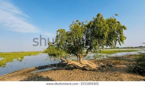 Image result for Salvadora australis