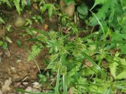 Image result for Cyperus tenuiculmis