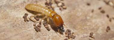 Drywood termites are the type of termites, who destroy wooden floors, furniture, building skeleton, and other pieces of dry wood (so you can see the origin 2 what are drywood termites: Drywood Termites Treatment Tahir Termite Service Termite Control Services Pest Control Services