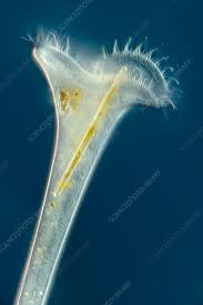 Image result for Sclerocroton