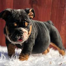 International pedigree database, международная база собак, databases of all dogs breeds, kennels catalog, каталог питомников, puppies for sale, щенки на продажу. Kingbullz Instagram Profile With Posts And Stories Picuki Com