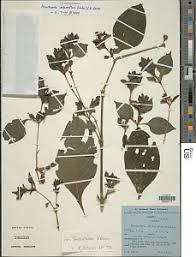 Image result for Acanthopale confertiflora