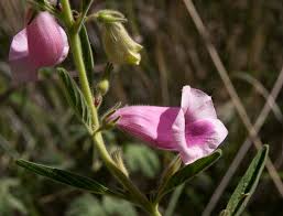 Image result for Sesamum calycinum