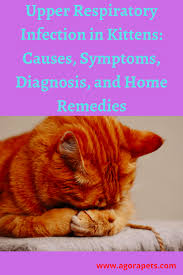 A good home remedy to eliminate the smell of male cat spray is a vinegar and water solution. Upper Respiratory Infection In Kittens Causes Symptoms Diagnosis And Home Remedies Upper Respiratory Infection Respiratory Infection Respiratory