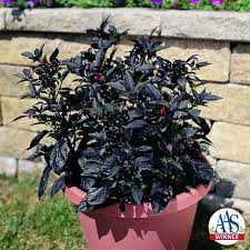 Check spelling or type a new query. Ornamental Pepper Black Pearl All America Selections