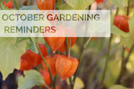 The leaves begin to turn golden with warm orange, yellow and deep reds. Jobs To Do In The Garden This October Johnsons Of Whixley