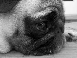 Pug Portrait