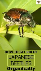 The Natural Way To Finally Get Rid Of Japanese Beetles Getting Rid Of Japanese Beetles Japanese Beetles Get Rid Of Japanese Beetles Naturally