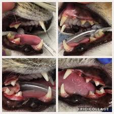 Learn about the symptoms of a tooth infection spreading to the body here. Dental Disease It S Not Just Stinky Cat Breath Just Cats Clinic