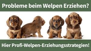 Da muss noch kopfarbeit dazu. Welpen Erziehen Erfahre Wie Aus Deinem Welpen Ein Ruhiger Und Entspannter Begleiter Wird Youtube