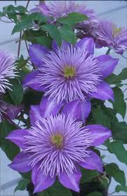 We did not find results for: Clematis Crystal Fountain Taylors Clematis