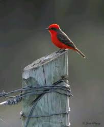 Identification Birds Of Texas Hill Country Texas Hill Country Bird Pictures Beautiful Birds Wild Photography
