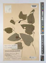 Image result for Lagenaria breviflora