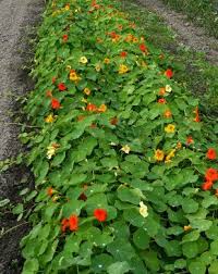 Image result for Nasturtium