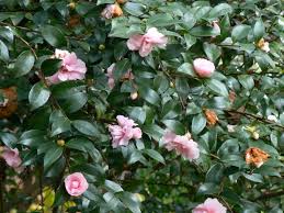 Camellia Sansaqua Jean May Hello Hello Plants Evergreen Shrubs Camellia