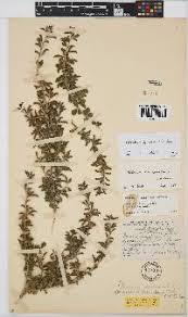 Image result for Otholobium foliosum