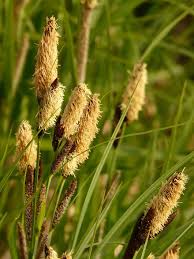 Reed lawncare delivers a wide range of lawn care services for our neighbors in oklahoma city and the surrounding areas. Swamp Sedge Sharp Edged Sedge Carex Acutiformis Sedges Sedge Sour Grass Greenhouse Rush Reed Reeds Plant Nature Pikist